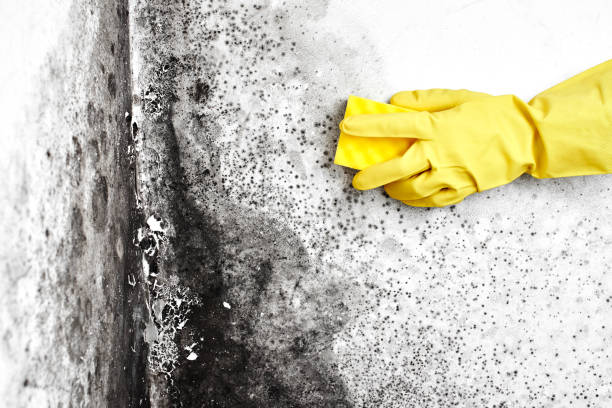 Best Local Mold Removal Service  in Murfreesboro, NC