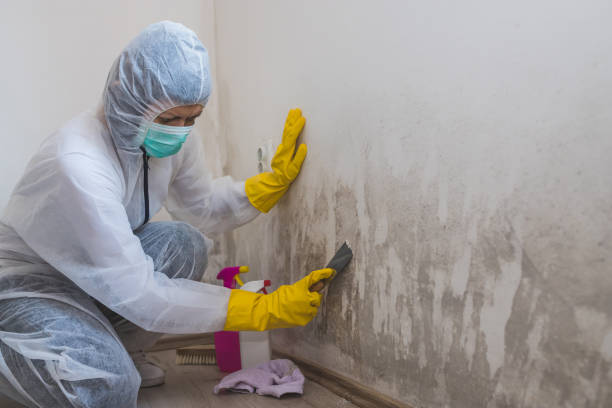 Trusted Murfreesboro, NC Mold Removal Experts