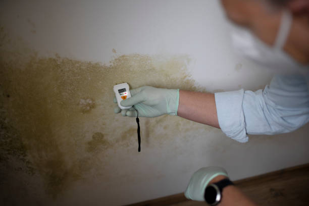 Best Residential Mold Removal  in Murfreesboro, NC