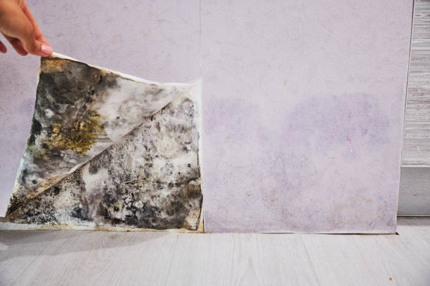 Best Mold Damage Repair  in Murfreesboro, NC